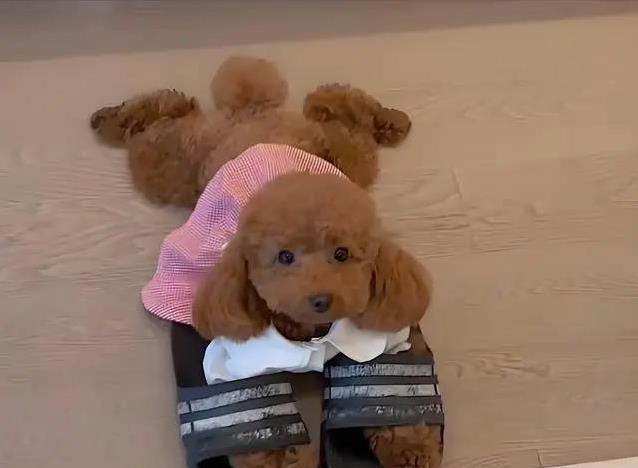 泰迪真是来报恩的?7个暖心特征,太戳心了!