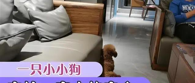 泰迪真是来报恩的?7个暖心特征,太戳心了!