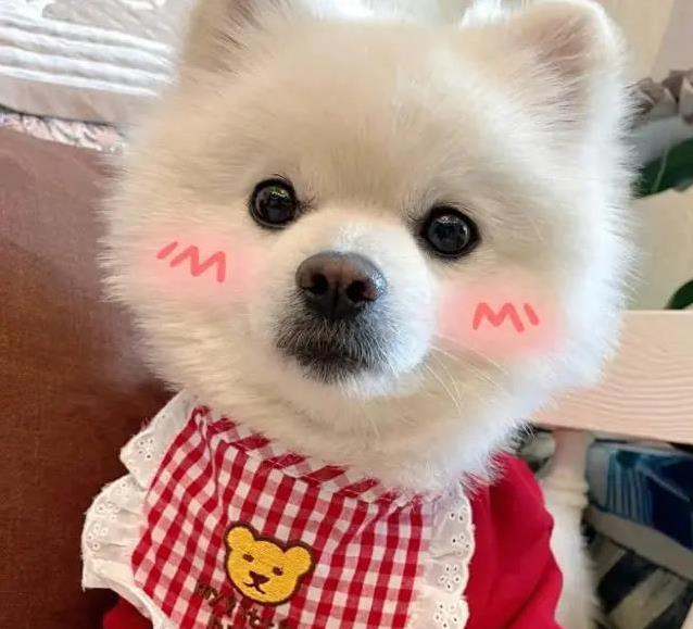 狗狗盯着你看懂你心？6种情绪全被它猜中！真相太暖了