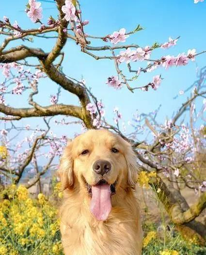 金毛犬有多招人爱？聪明又贴心，养了它家秒变欢乐窝