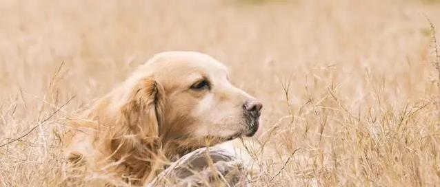 金毛犬有多招人爱?聪明又贴心,养了它家秒变欢乐窝