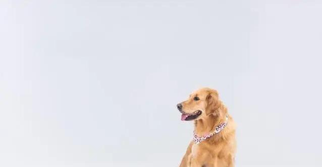 金毛犬有多招人爱?聪明又贴心,养了它家秒变欢乐窝