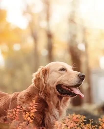 金毛犬有多招人爱?聪明又贴心,养了它家秒变欢乐窝