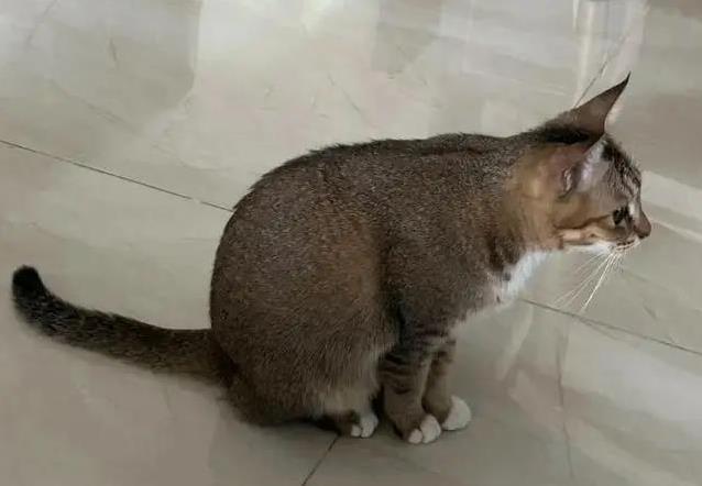 养猫多年错认狸花猫,雀猫毛色藏秘密,你家猫是哪一种?