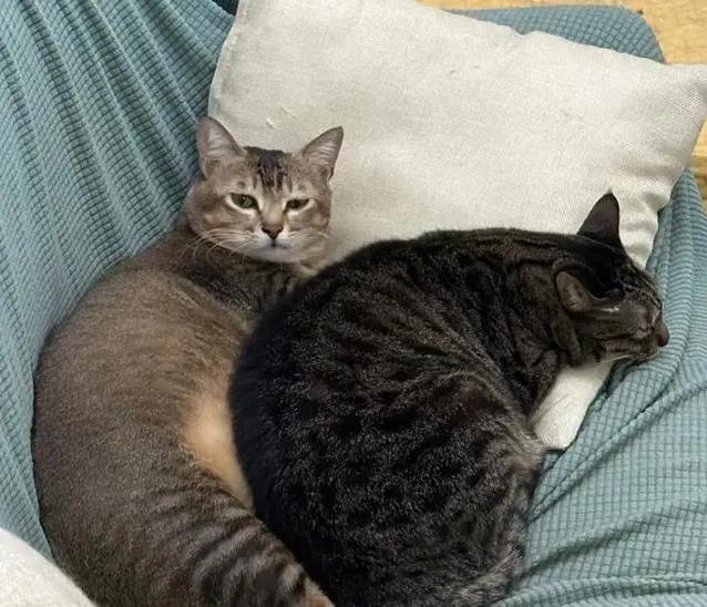 养猫多年错认狸花猫,雀猫毛色藏秘密,你家猫是哪一种?