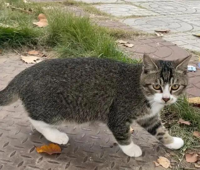 养猫多年错认狸花猫,雀猫毛色藏秘密,你家猫是哪一种?