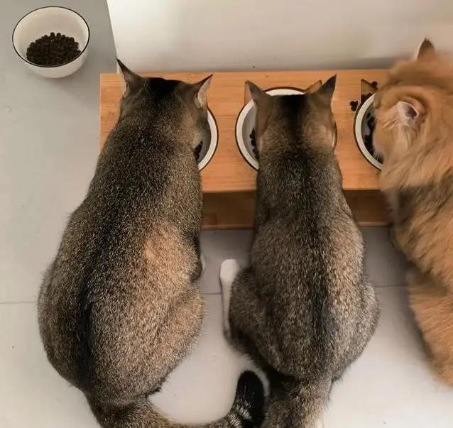 养猫多年错认狸花猫,雀猫毛色藏秘密,你家猫是哪一种?