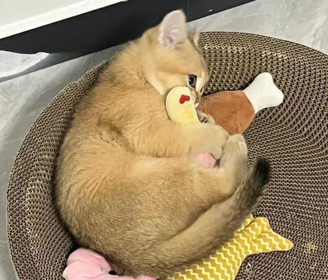 养猫多年错认狸花猫,雀猫毛色藏秘密,你家猫是哪一种?