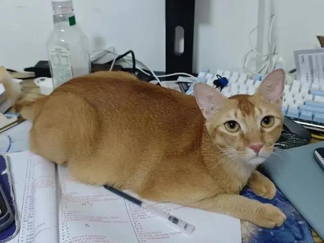 养猫多年错认狸花猫,雀猫毛色藏秘密,你家猫是哪一种?