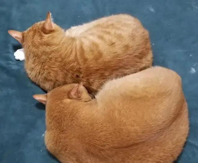 养猫多年错认狸花猫,雀猫毛色藏秘密,你家猫是哪一种?