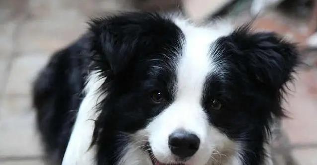 狗狗离家出走不忠心?七大行为真相大揭秘!