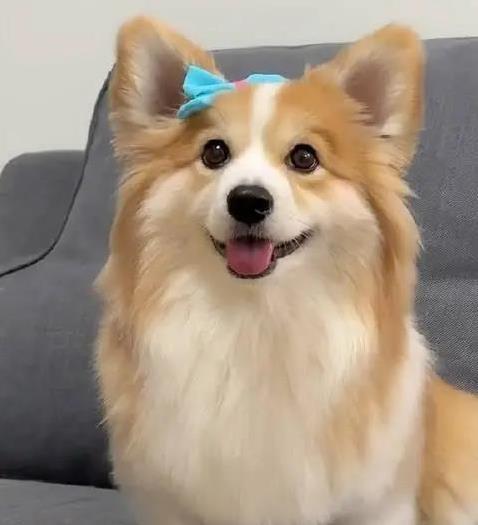 狗狗离家出走不忠心?七大行为真相大揭秘!