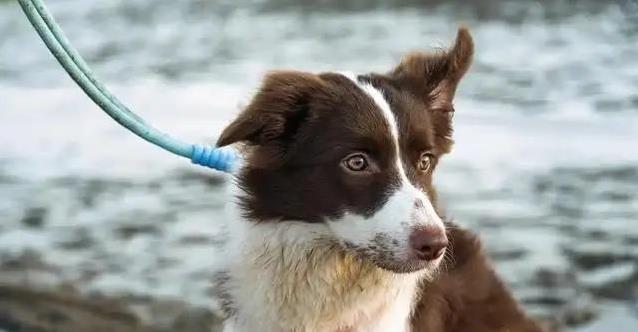 狗狗离家出走不忠心?七大行为真相大揭秘!