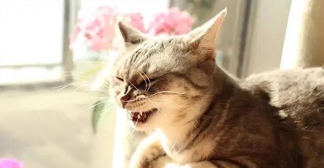猫咪“噗噗”喘气吓坏人？反喷嚏真相揭秘，3招轻松应对！