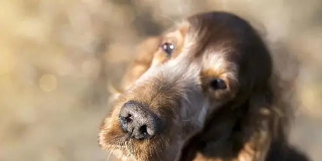 狗狗老了走不动？7个信号早发现，教你细心照顾不留遗憾