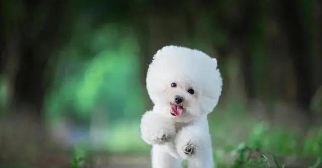 泰迪满街跑比熊却冷清，价格差一倍，哪个更值得养？