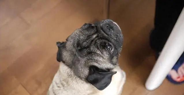 狗狗眼神亮晶晶,藏着啥秘密?你家狗狗这样等你吗