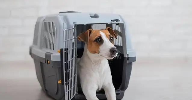 狗狗眼神亮晶晶,藏着啥秘密?你家狗狗这样等你吗