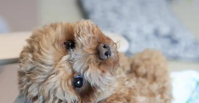 狗狗眼神亮晶晶,藏着啥秘密?你家狗狗这样等你吗