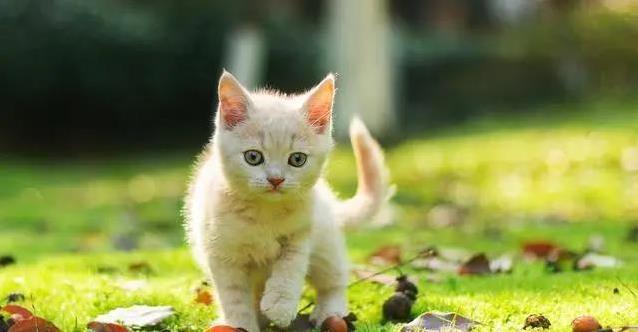 猫粮选鸡肉还是鱼肉?自制配方大公开,营养翻倍!