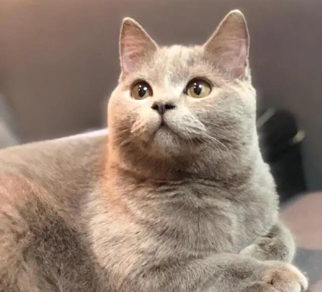 猫粮选鸡肉还是鱼肉?自制配方大公开,营养翻倍!