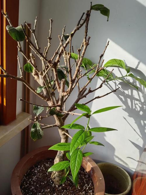 腊梅花什么时候开始有花苞？腊梅花什么时候长花苞