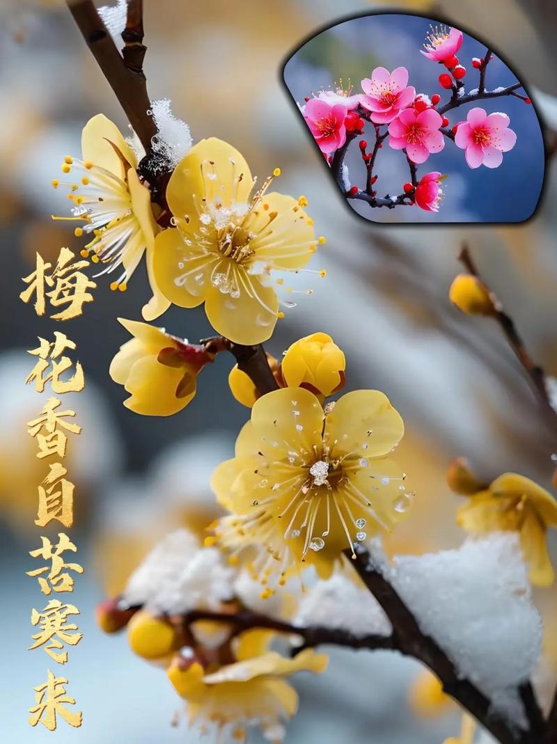 腊梅花什么时候开始有花苞?腊梅花什么时候长花苞