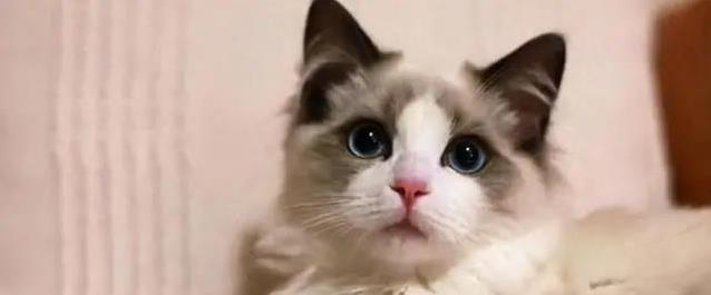 布偶猫不只长得好看，7个性格优点让人爱不释手，你家有吗？