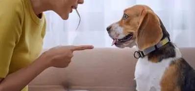 狗狗最怕这4件事,你还在做?小心伤它心!