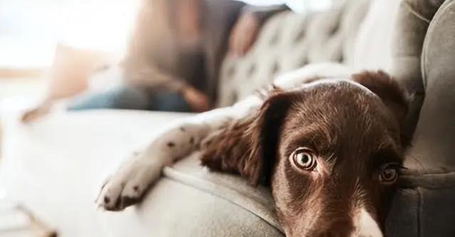 狗狗最怕这4件事,你还在做?小心伤它心!