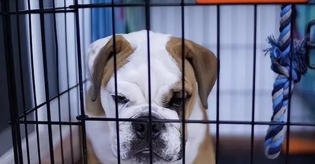 狗狗最怕这4件事,你还在做?小心伤它心!