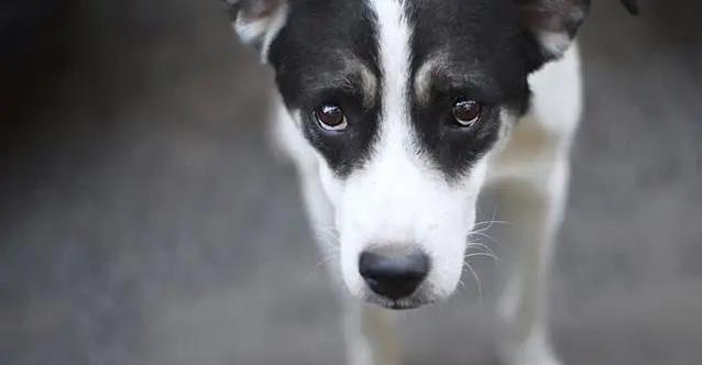 狗狗最怕这4件事,你还在做?小心伤它心!