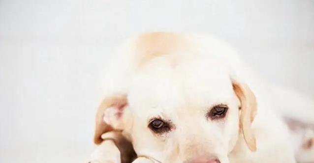 狗狗寂寞黏人又拆家,5个信号心疼,咋办才好?