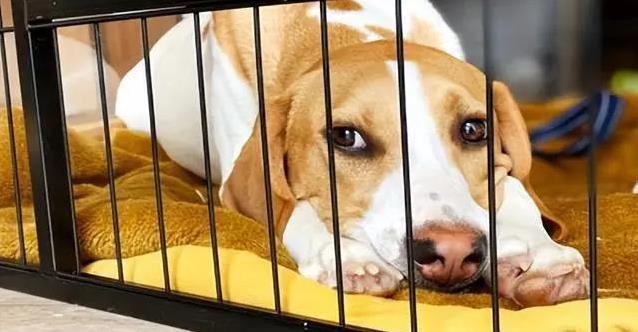 狗狗寂寞黏人又拆家,5个信号心疼,咋办才好?