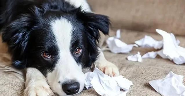 狗狗寂寞黏人又拆家,5个信号心疼,咋办才好?
