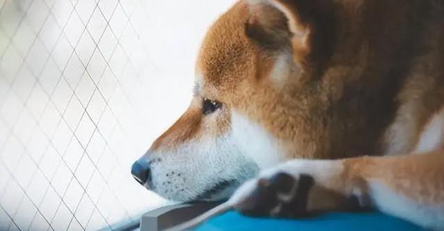 狗狗寂寞黏人又拆家,5个信号心疼,咋办才好?