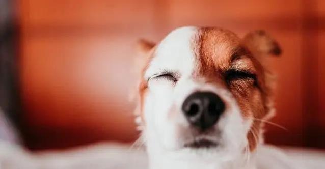 狗狗寂寞黏人又拆家,5个信号心疼,咋办才好?