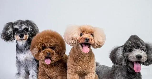 泰迪整天蹦跶不停?幸福信号藏不住,你家狗狗中了几条?