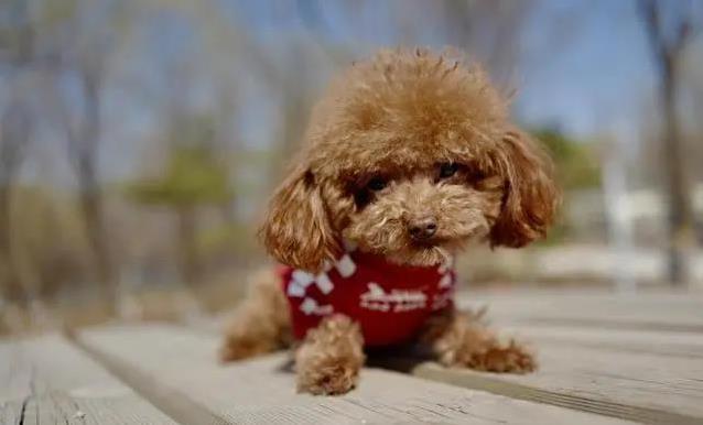 泰迪整天蹦跶不停?幸福信号藏不住,你家狗狗中了几条?