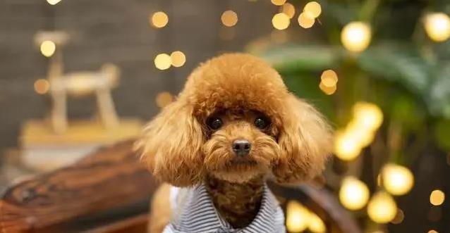 泰迪整天蹦跶不停?幸福信号藏不住,你家狗狗中了几条?