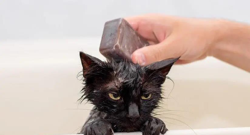 猫咪多久洗一次澡最好?洗太勤毛秃了怎么办?实用妙招来了