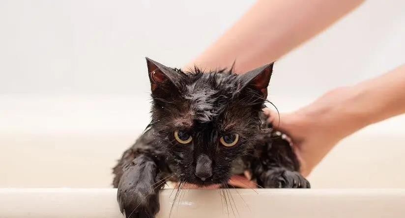 猫咪多久洗一次澡最好?洗太勤毛秃了怎么办?实用妙招来了