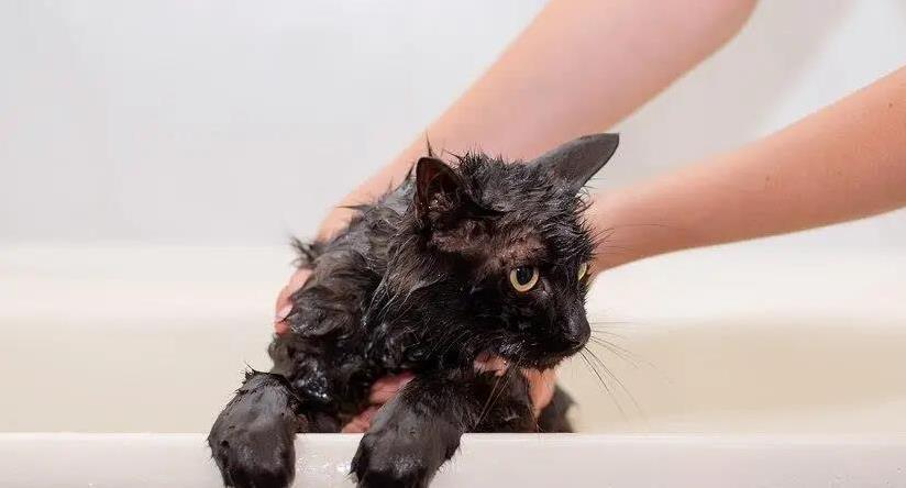 猫咪多久洗一次澡最好?洗太勤毛秃了怎么办?实用妙招来了
