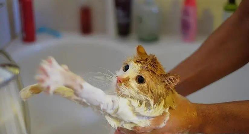 猫咪多久洗一次澡最好?洗太勤毛秃了怎么办?实用妙招来了