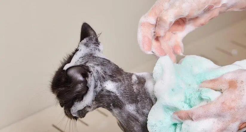 猫咪多久洗一次澡最好?洗太勤毛秃了怎么办?实用妙招来了