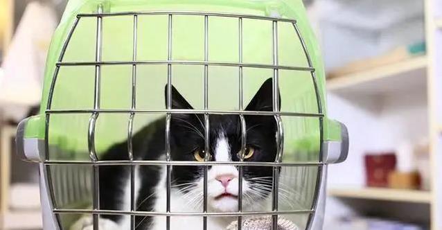 猫咪轻拍你手为哪般？默默守护你，暖心真相揭秘