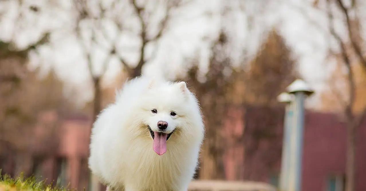 养狗治愈孩子心，魅力翻倍人气涨，你家狗狗有这招？