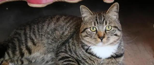 猫咪扑前为啥扭屁股？隐藏技能让人笑翻，秘密在这！