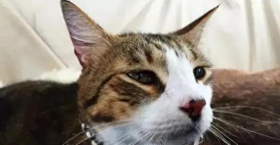 猫咪嘴角湿漉漉？3种原因藏玄机，健康信号别忽视