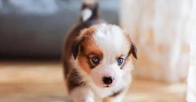 小狗听见怪声就歪头，太萌了，你知道背后原因吗？